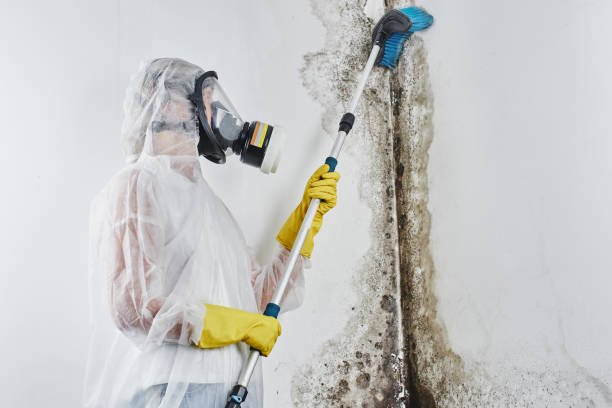 Best Fast Mold Removal  in Cleona, PA