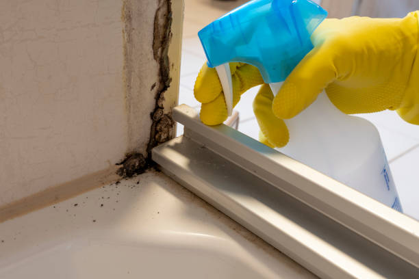 Best Mold Damage Repair  in Cleona, PA