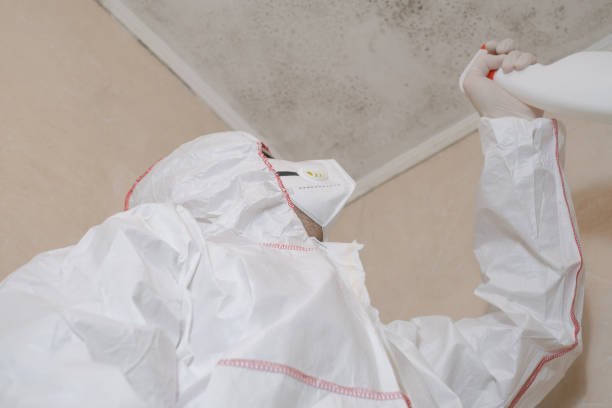 Professional Mold Removal in Cleona, PA
