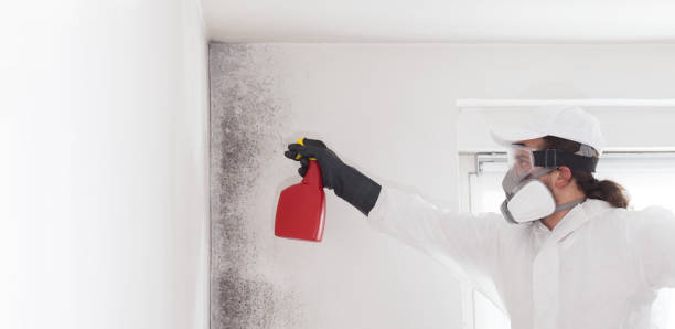 Best Black Mold Removal  in Cleona, PA